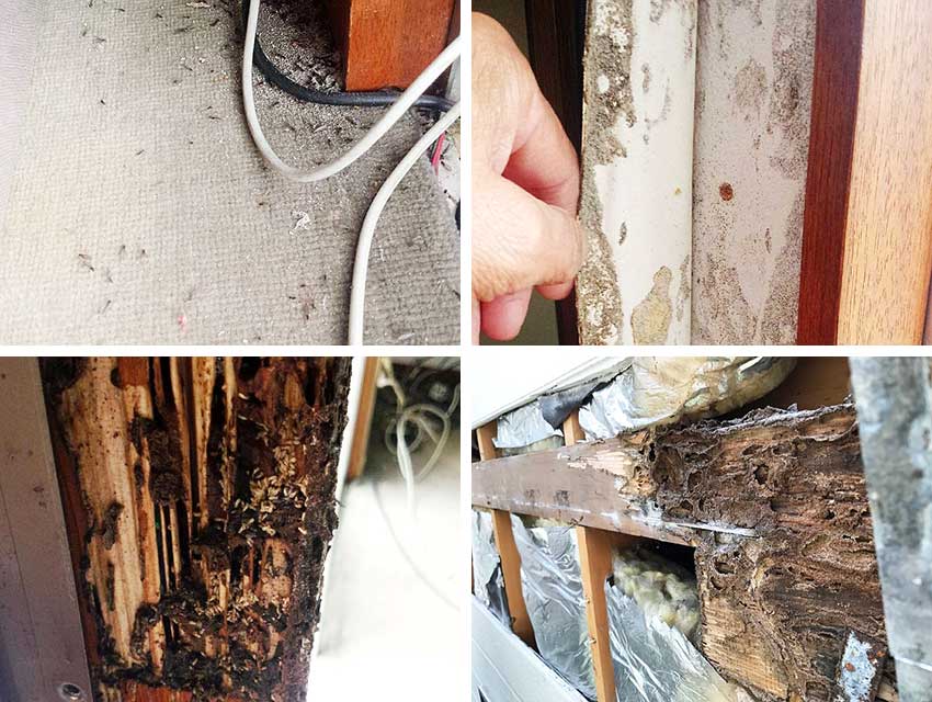 床下の湿気によりシロアリ被害にあった柱と発生したシロアリと羽アリ